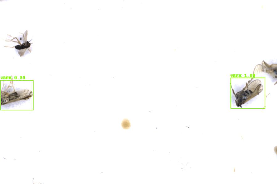 Image 11